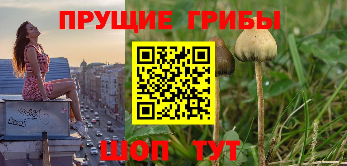 Галлюциногенные грибы Psilocybine cubensis Коммунар
